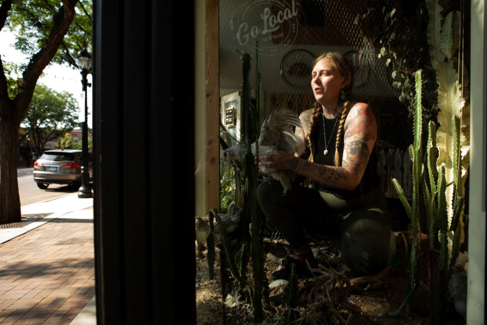 Morgan Alynn, owner of The Cactus Coven and Thistle Witch Tattoo at 439 Main St, cares for her four Ameraucana hens in the storefront window on July 16. Alynn created a mini farm in her storefront window. Photo by Ali Mai | ali.mai.journo@gmail.com