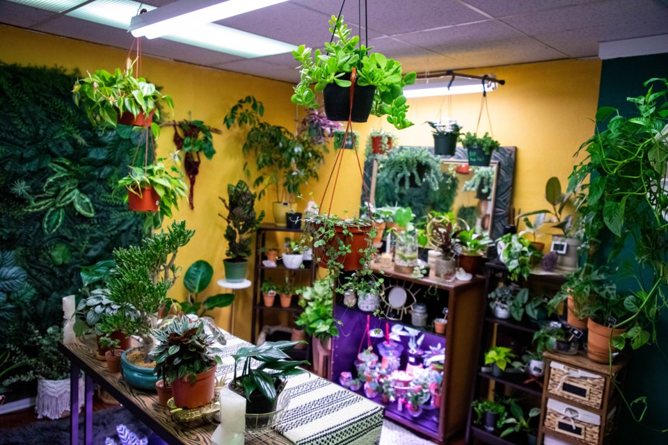 Sacred Vines in Old Town Marketplace takes a holistic approach to adding greenery to the home.