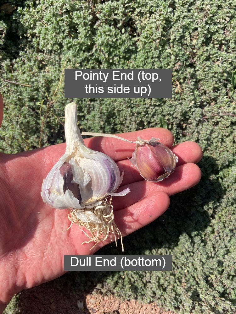 2020_12_05_LL_get_growing_garlic_top_bottom