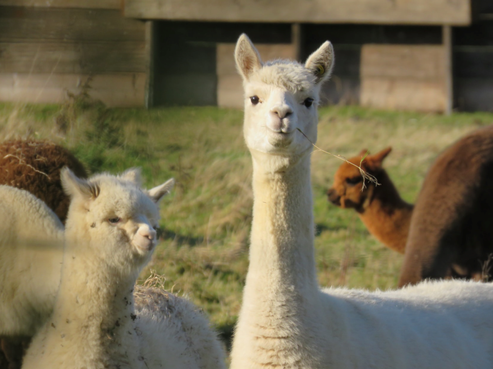 alpaca