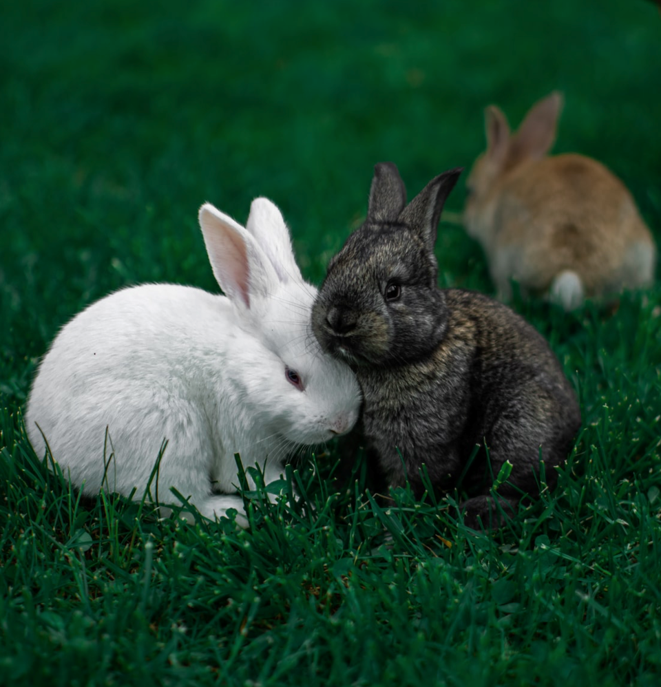 bunnies
