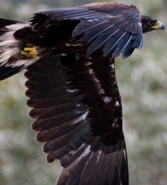 NPS Photo_Golden Eagle in Flight_DENA