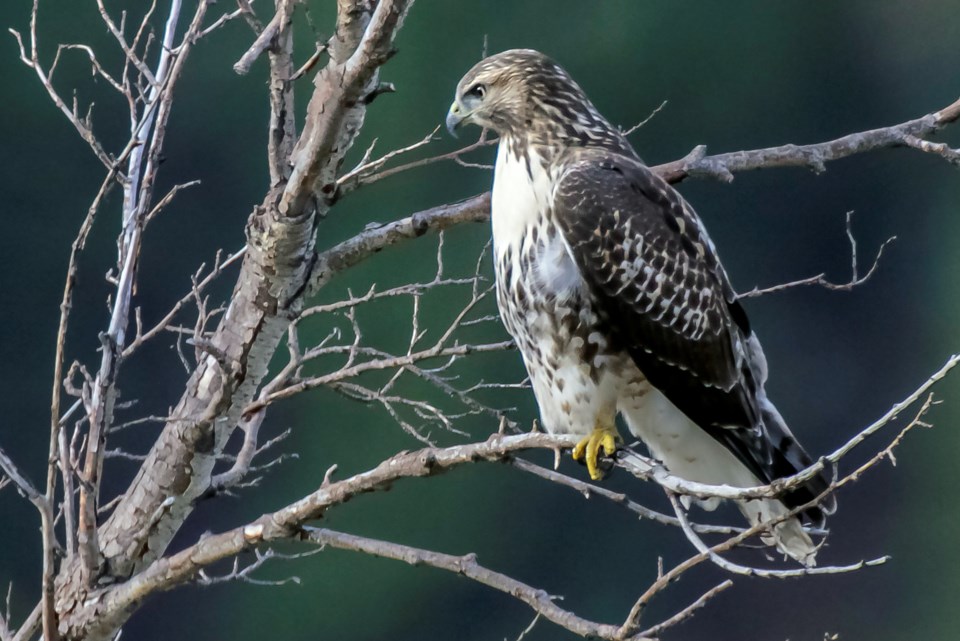 nps_schonlau_red-tailed-hawk