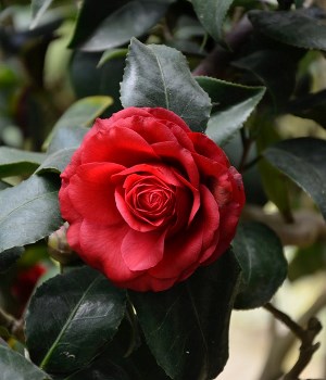 image7