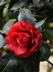 jean-doyle