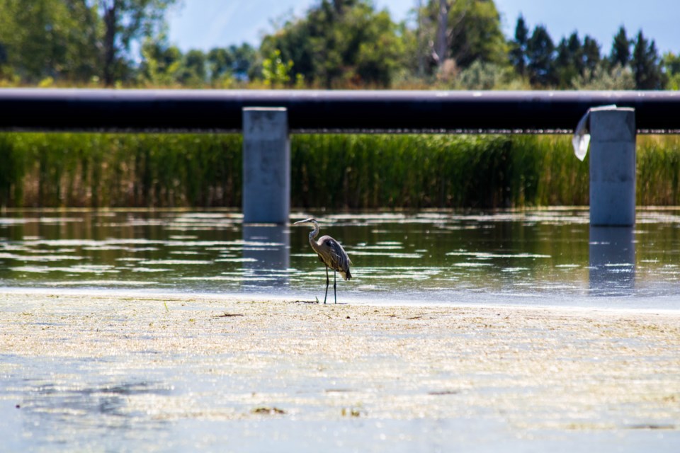 2020_08_20_st_vrain_greenway1