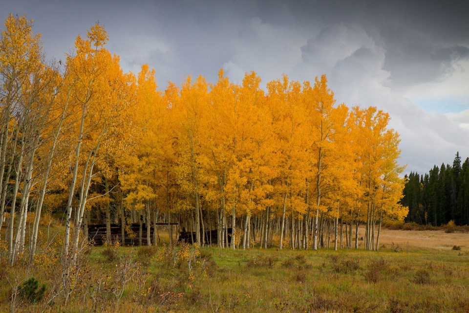 2020_09_17_LL_fall_foliage_creative_commons