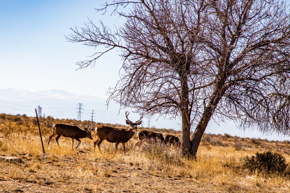 Mule deer at Rocky Mountain Arsenal National Wildlife Refuge.
(Photo by Matt Maenpaa)