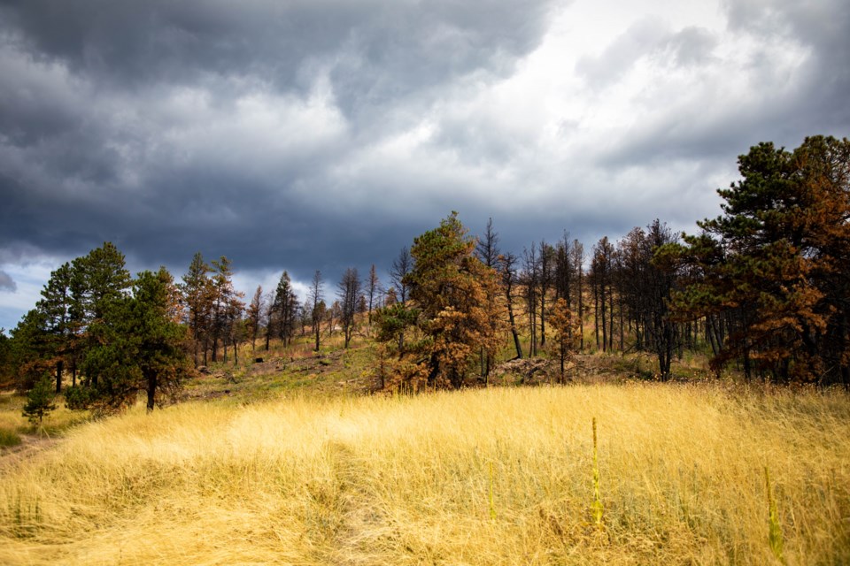 Less than year later, though many of the trees have yet to recover, the vegetation is growing in after the CalWood fire