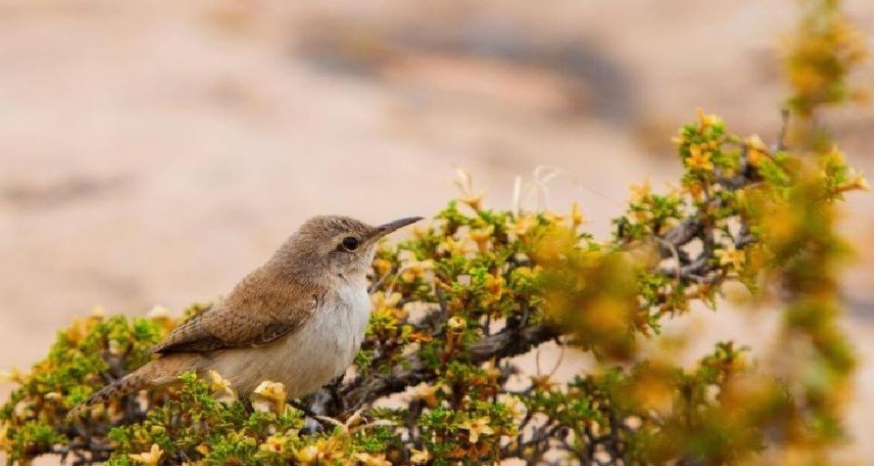 Canyon-Wren-Andrew-Kuhn-Cropped_3