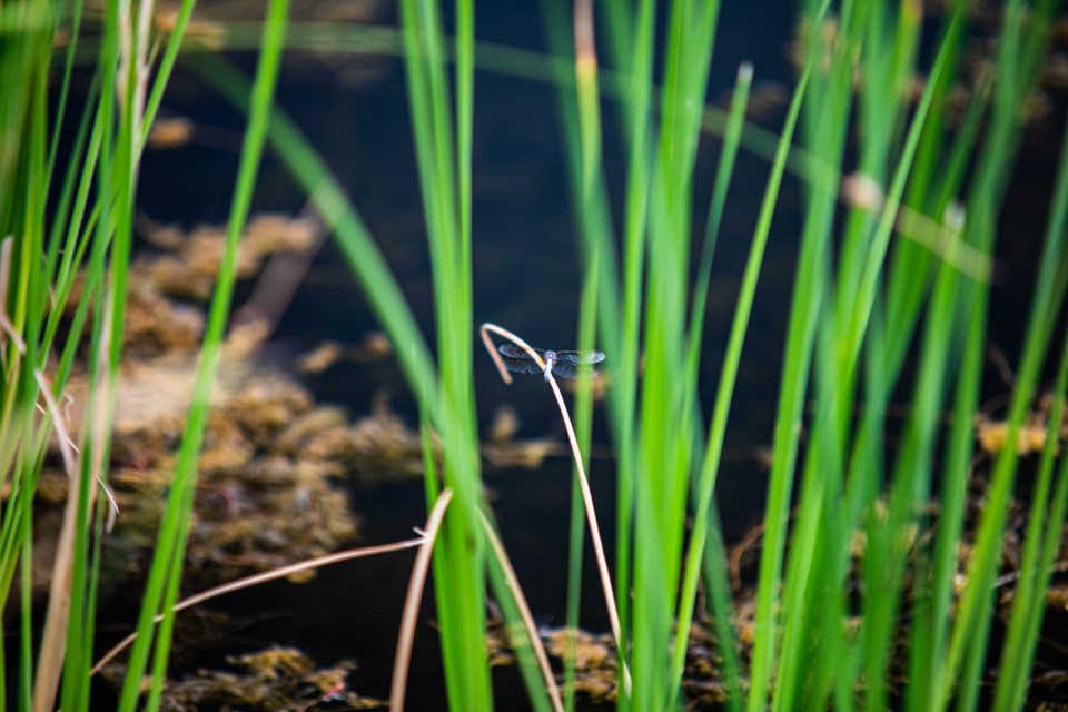 Dragonfly