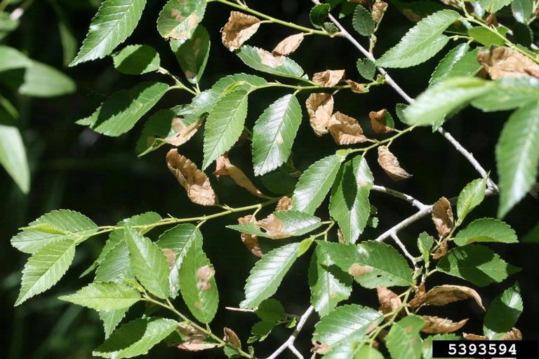 Elm leaves damaged by elm leaf miner larvae 
