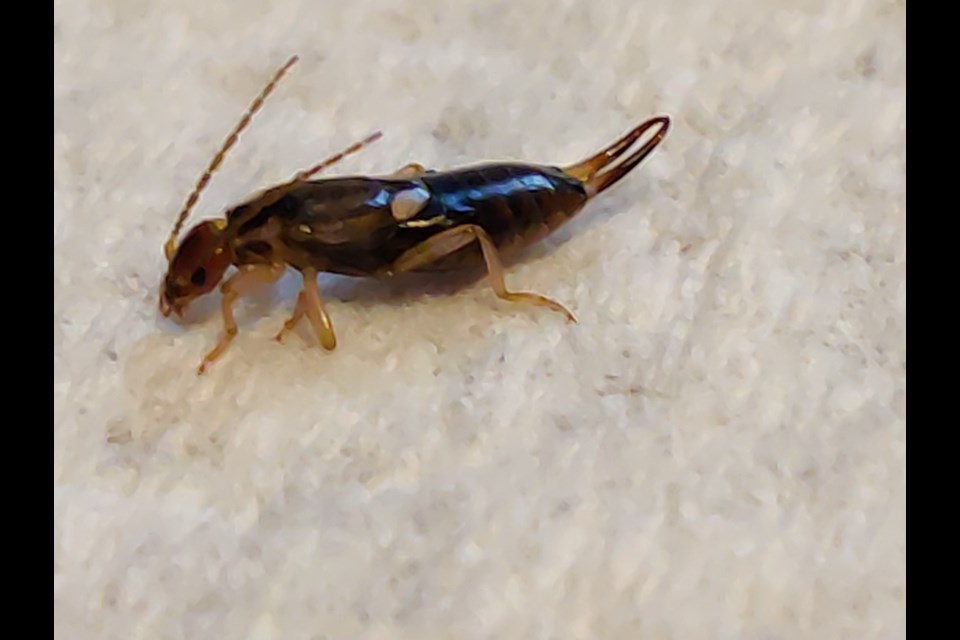 Female earwig (Photo by Christi Yoder)