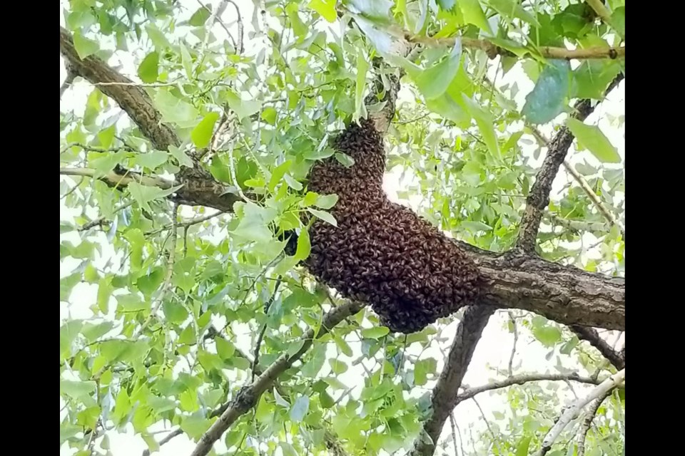 A swarm of honey bees rests on a cottonwood branch in Longmont while scout bees look for a new home.