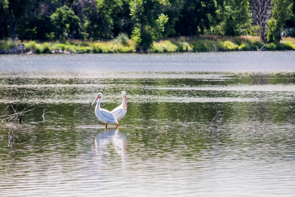 Pelican Squared