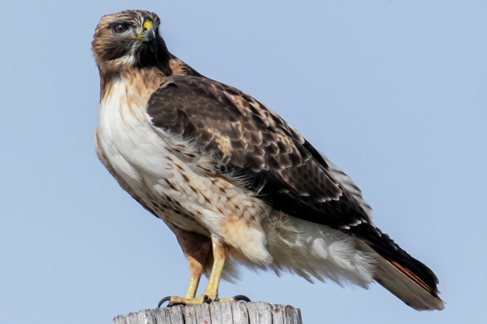 Red tailed Hawk on top of dead tree stump_A Schonlau