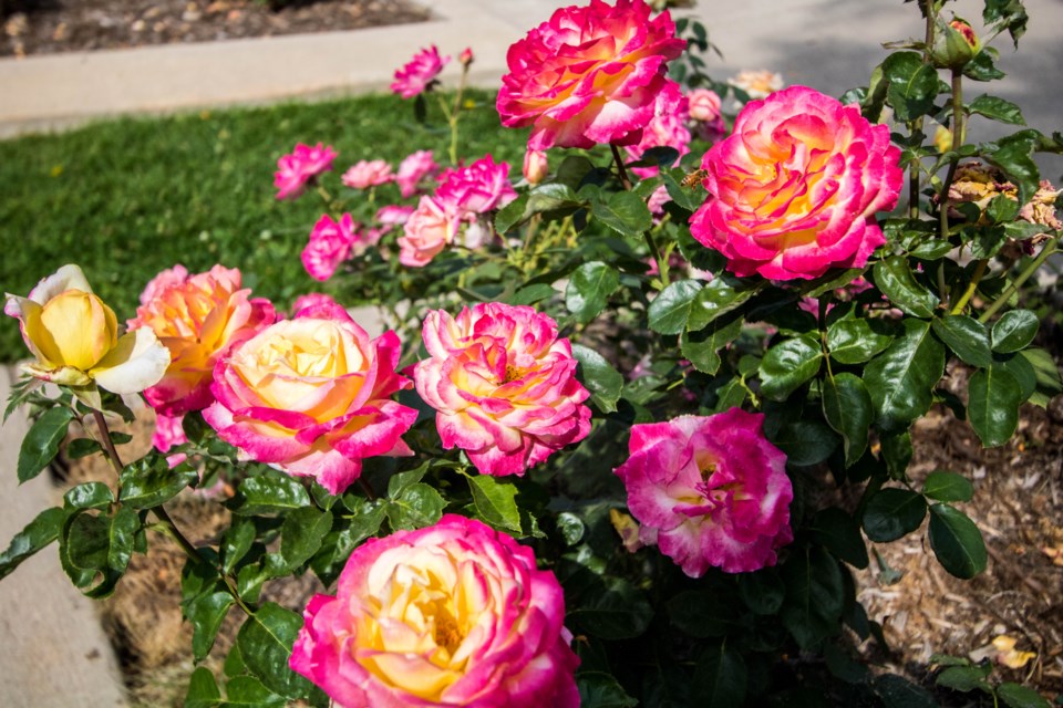 Roosevelt Park Rose Garden (4 of 5)