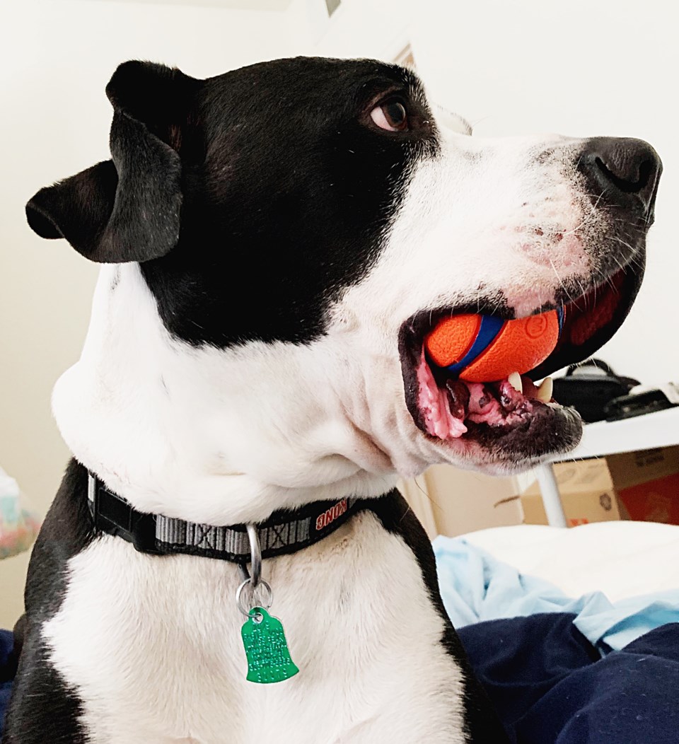 2021_03_13_LL_disabled_vet_dog_gofundme2