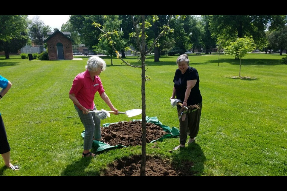 Council members Joan Peck and Marcia Martin help plant a bur oak at Collyer Park Thursday