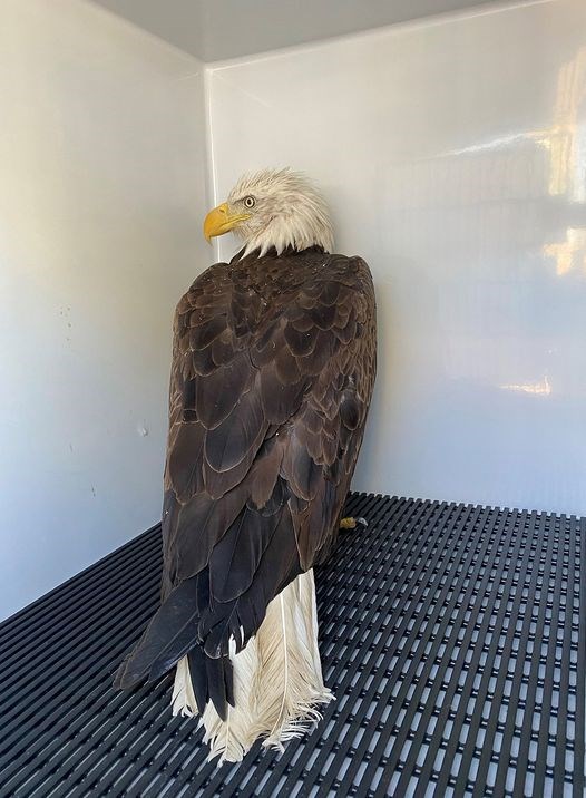 Eagle Replaces Decommissioned Thin Blue Line In Mount Prospect