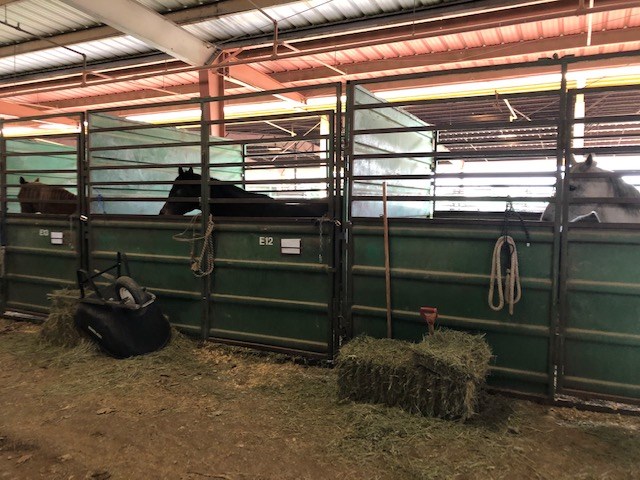 2020_10_19_LL_faigrounds_fire_evacuees_livestock4