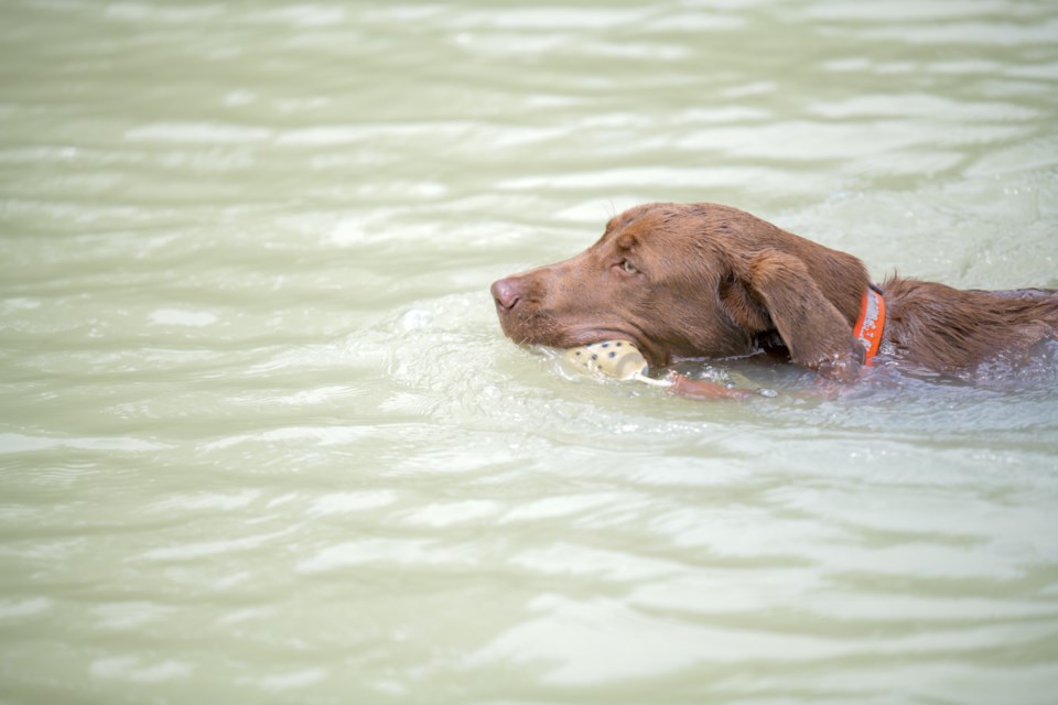 2020_07_31_LL-dog_swimming_stock