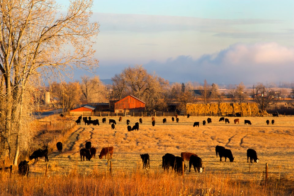 2020_08_25_LL_farm_livestock_stock_photo