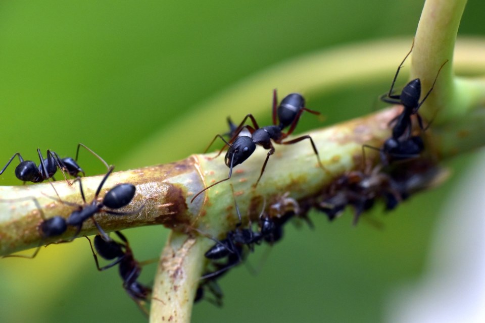 black-ant-gc4b8f8569_1920