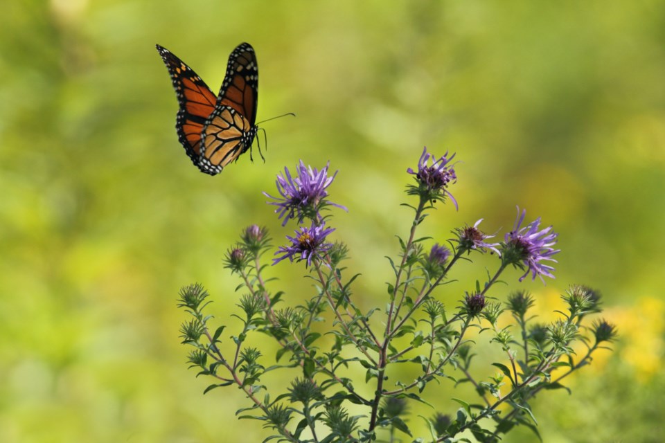 buttefly_flower