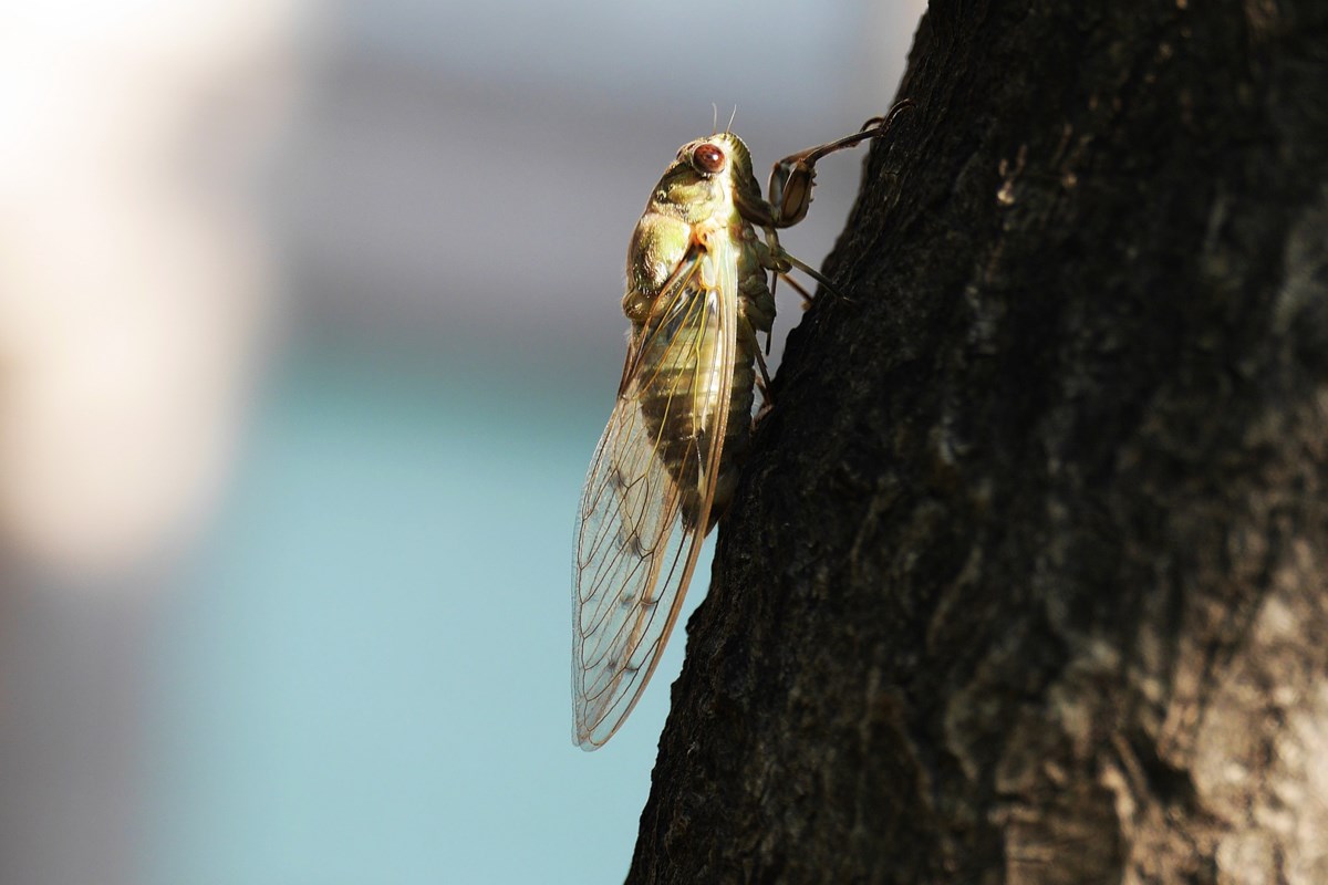Звук мухи слушать. Цикады. Цикада насекомое звук. Крылья цикады. Цикада на окуня.