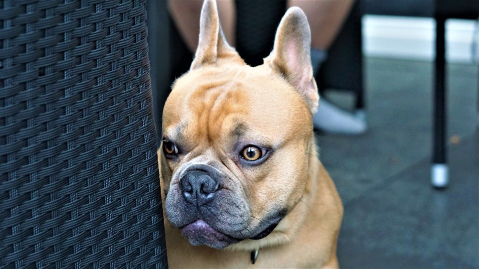 french-bulldog-4373633_1920