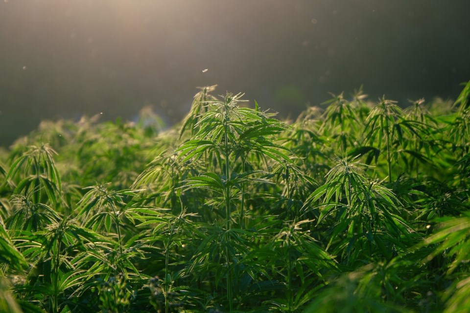 hemp-5675705_1920