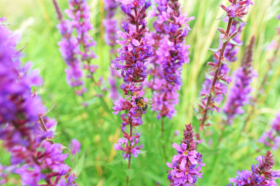 purple-loosestrife-3596032_1920