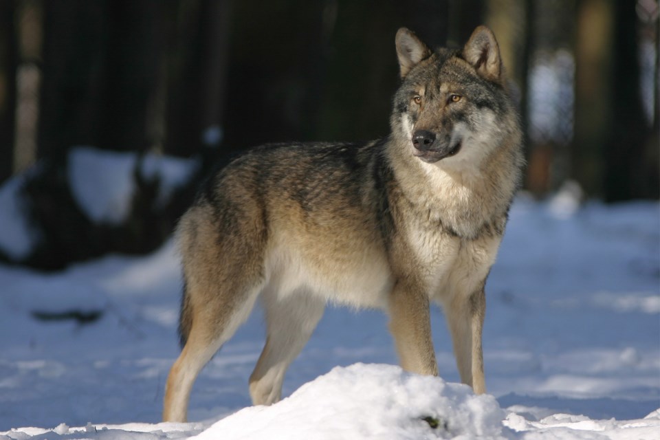 wolf-725388_1920