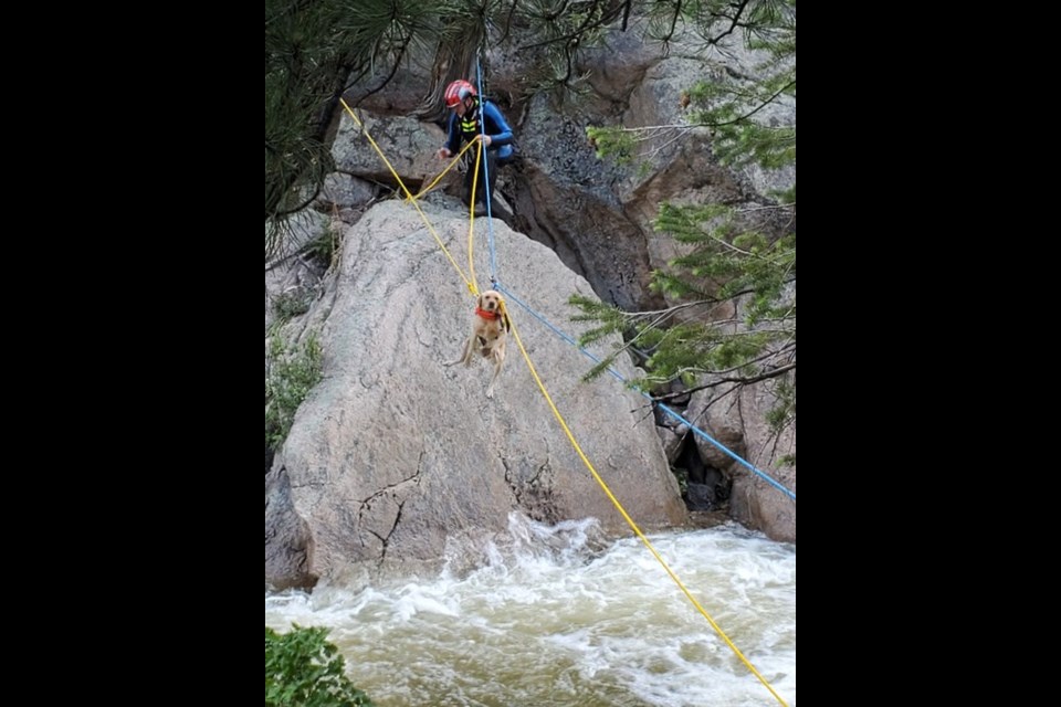 Lost dog rescued from North Saint Vrain Creek, Mowgly, a yellow lab, had been missing since Tuesday. Photo Credit: Boulder Emergency Squad