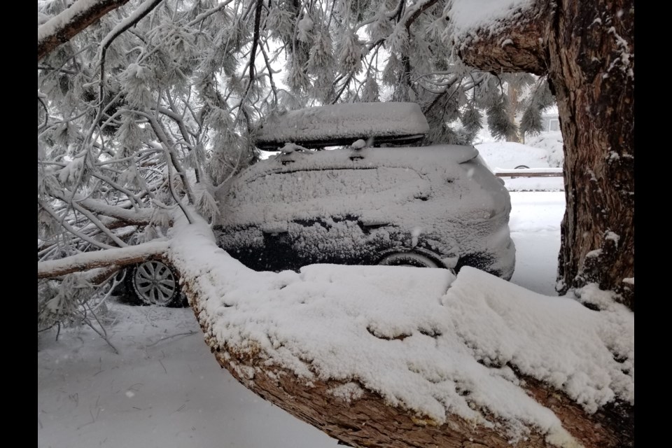 The branch landed on hood of car, breaking side mirror and is blocking wife's car 