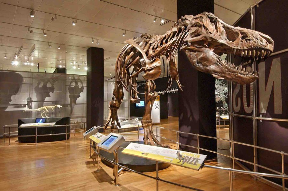 T-rex at the Longmont Museum