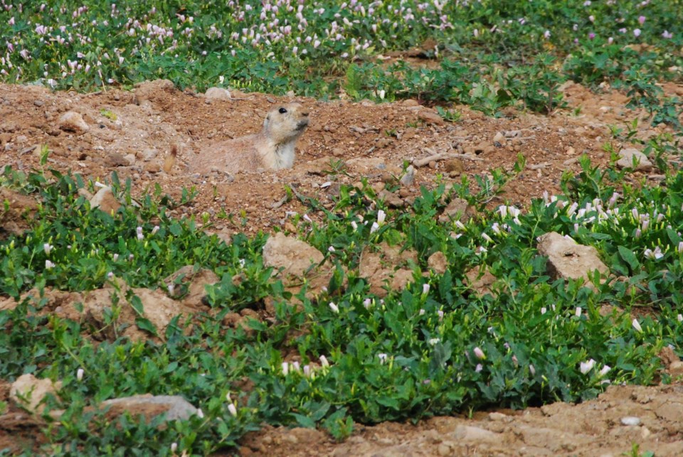 DSC_8096 (2)