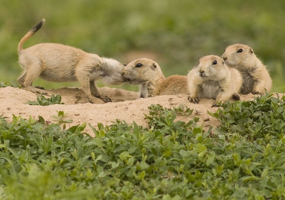 prairie-dogs-938578_1280