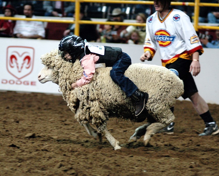 Mutton busting at a rodeo in Denver, Colorado