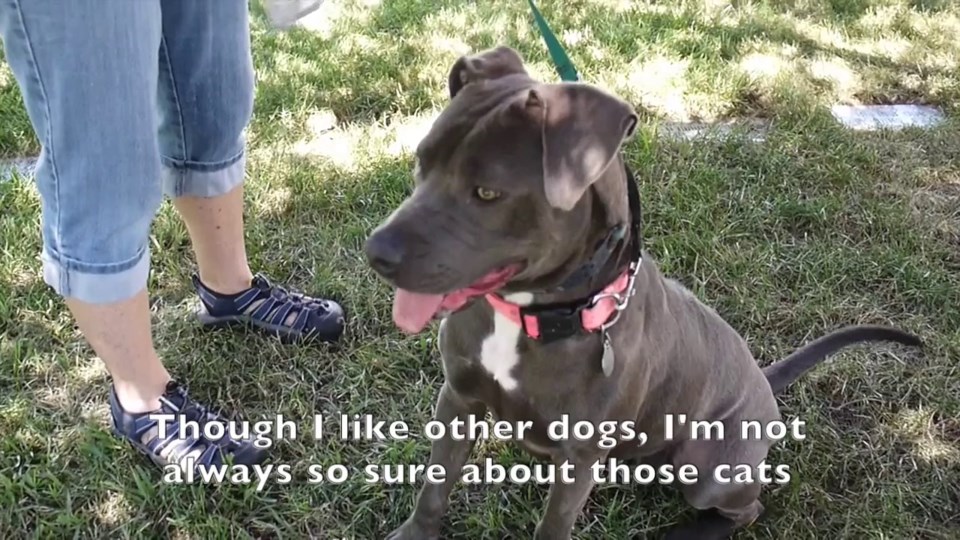 Adopt Marley! The Longmont Humane Society The Longmont Leader