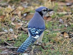 Legend of Blue Jays long shot continues to grow