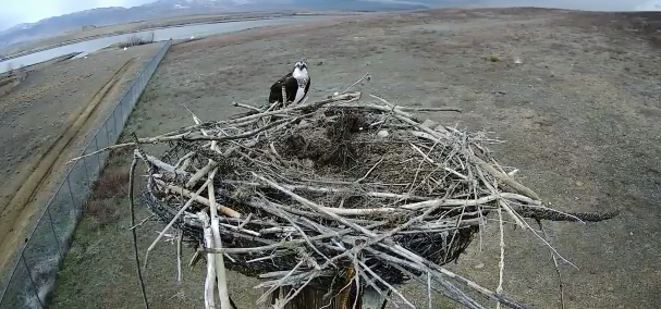 Osprey