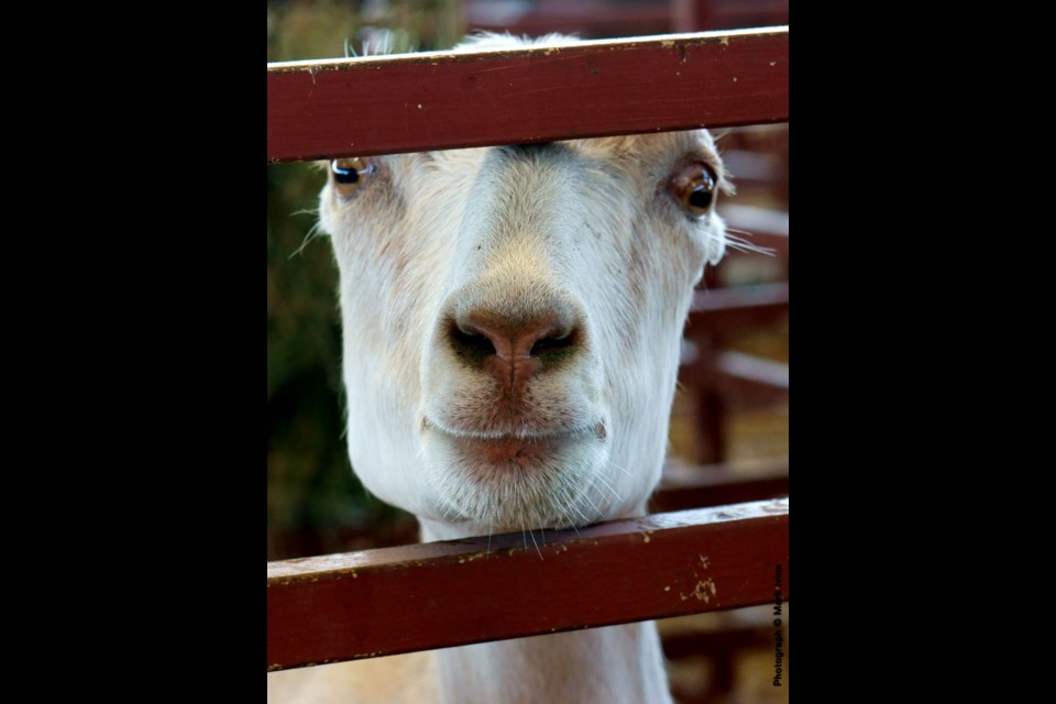 Tri-County Dairy Goat Show &#8211; Mark Ivins/Longmont Observer