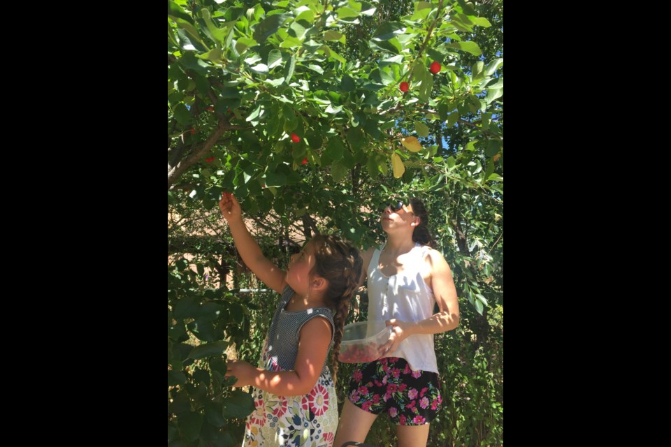Lilah and Rose picking cherries (Photo by Anne Quinn Corr)