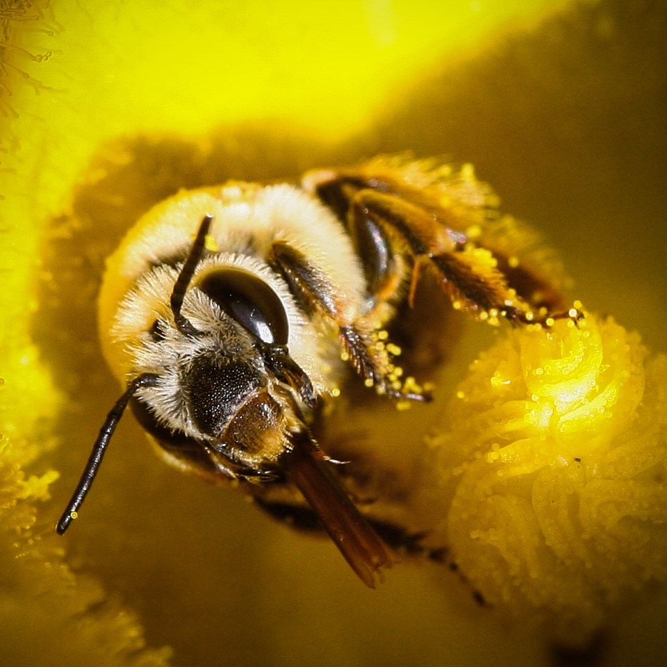 Squash Bee in Blossom