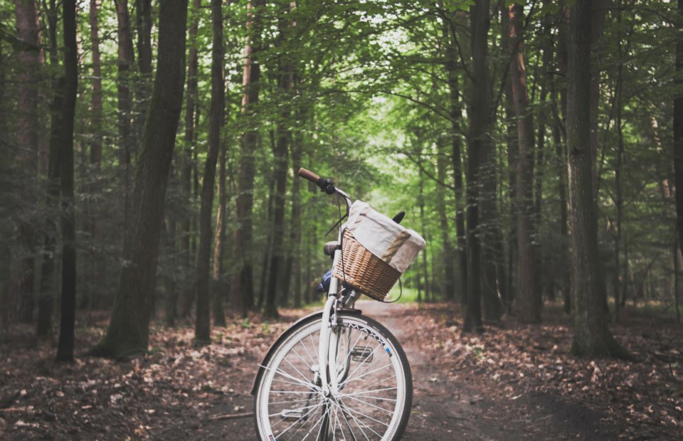 Bike Tree