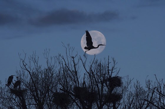 Great Blue Moon Crossing by Peter Steele