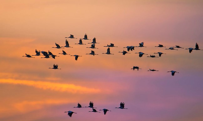 Birds in Flight -CNC