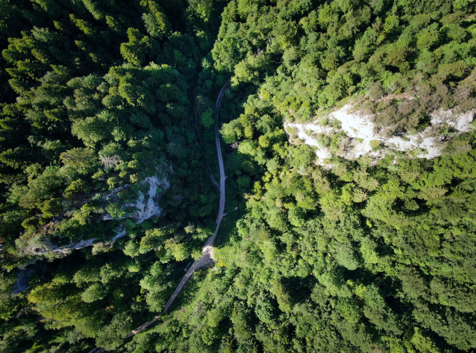 Mountain Forest-Unsplash